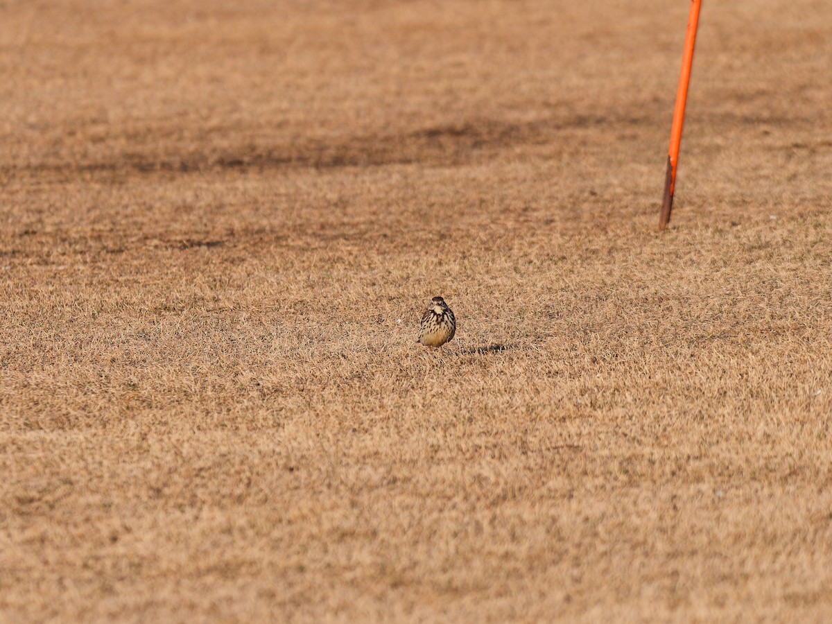 Siberian Pipit - ML632089635