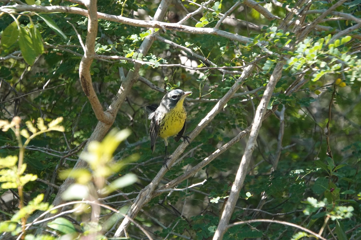 Kirtland's Warbler - ML632089638