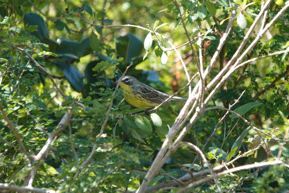 Kirtland's Warbler - ML632089648