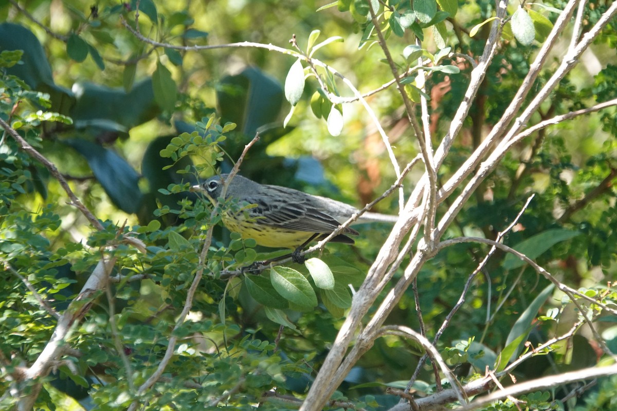 Kirtland's Warbler - ML632089650