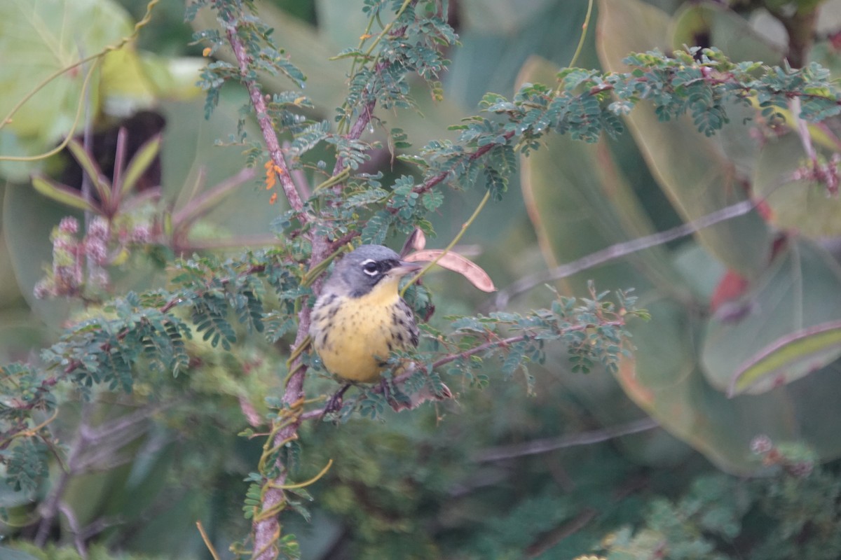 Kirtland's Warbler - ML632089685