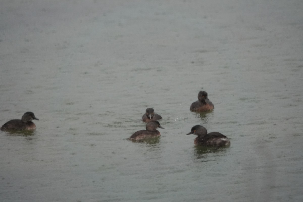 Least Grebe - ML632089700