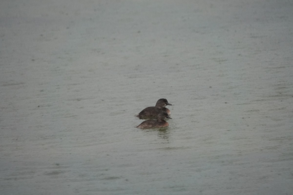 Least Grebe - ML632089705