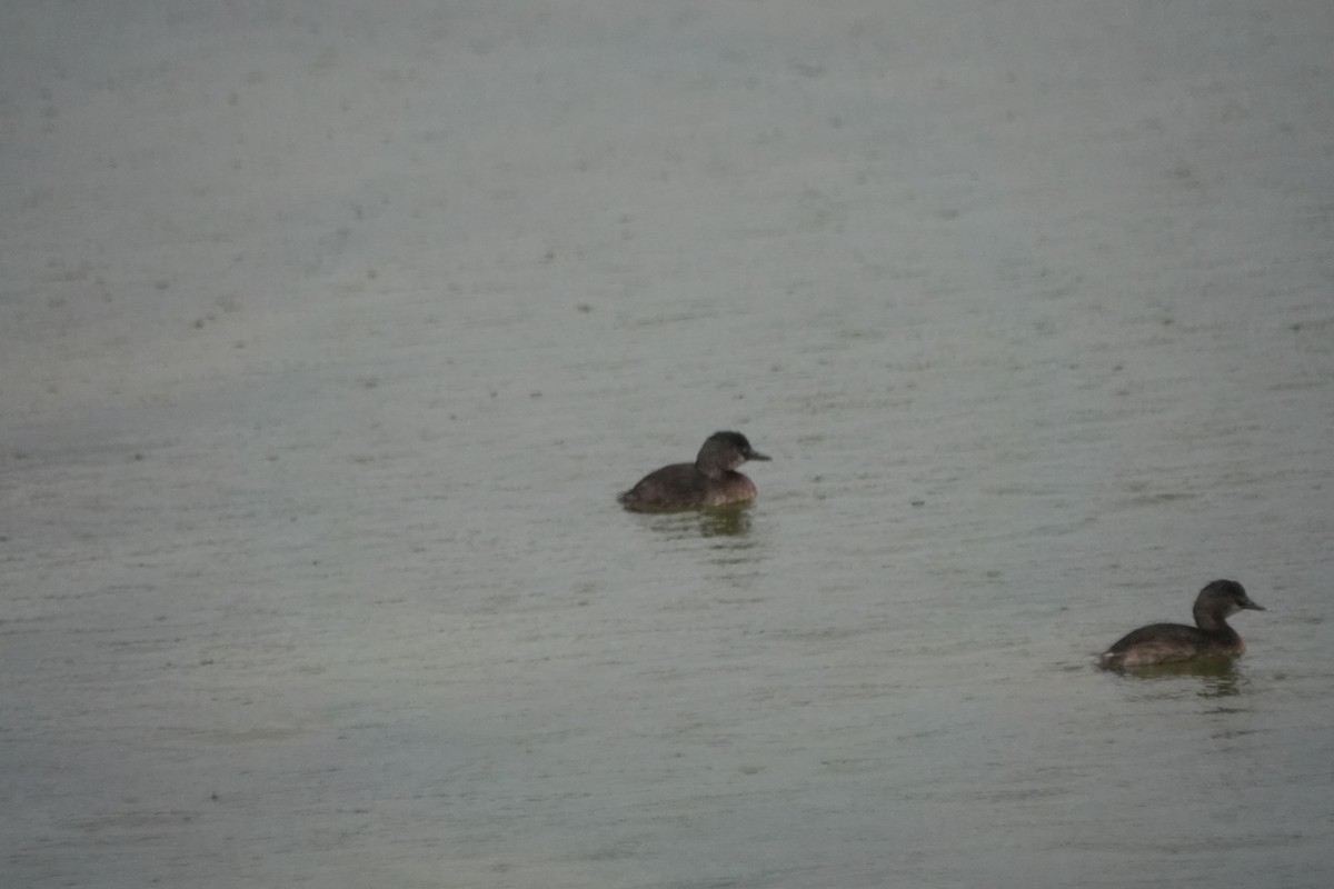 Least Grebe - ML632089709
