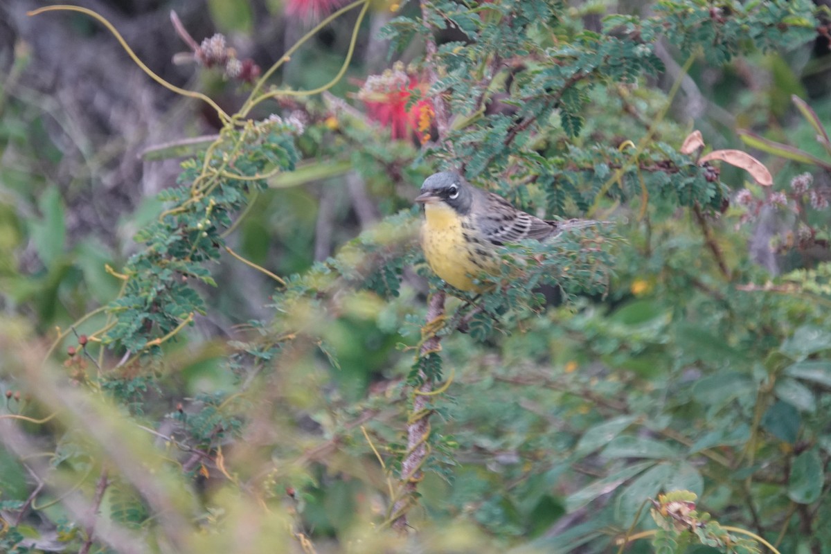 Kirtland's Warbler - ML632089717
