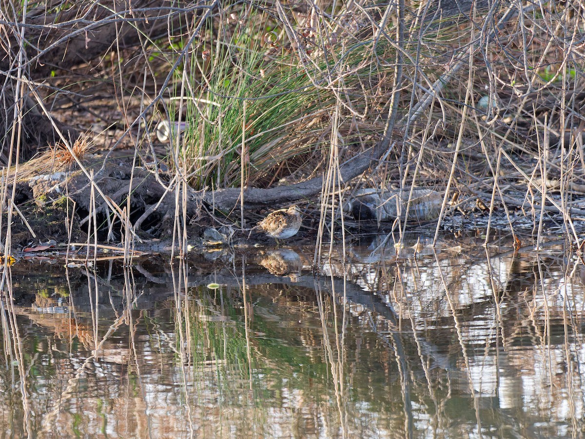 Common Snipe - ML632089751
