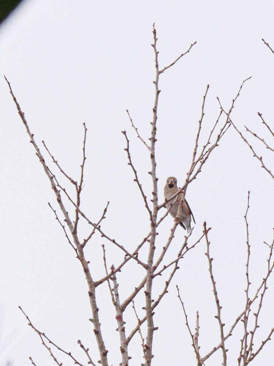 Hawfinch - ML632089795
