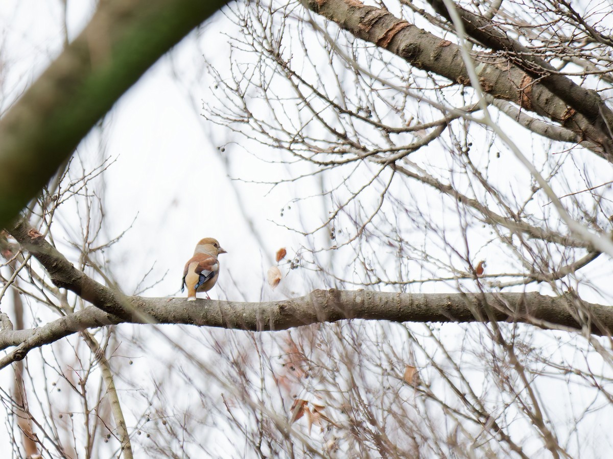 Hawfinch - ML632089798