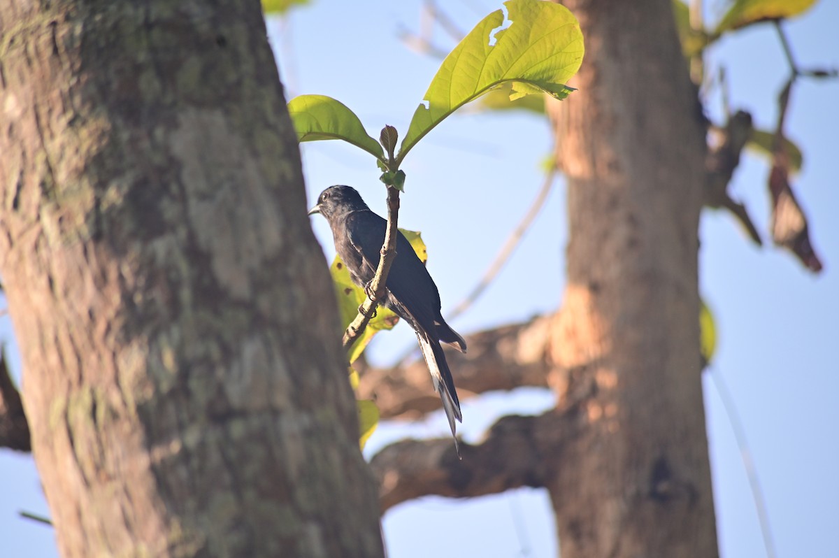 Fork-tailed Drongo-Cuckoo - ML632089899