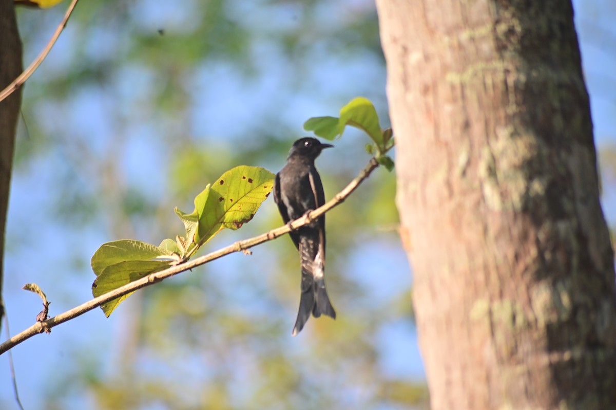 Fork-tailed Drongo-Cuckoo - ML632089903