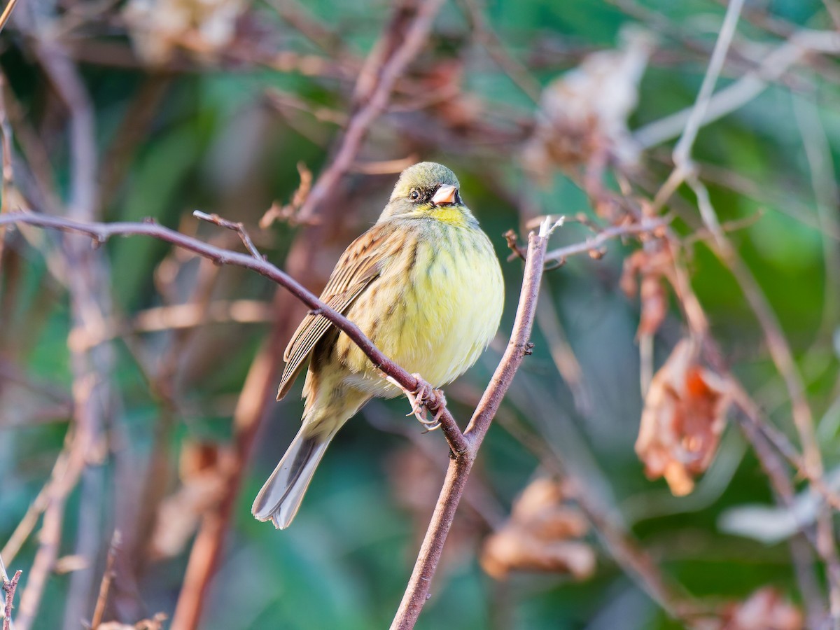 Masked Bunting - ML632089937
