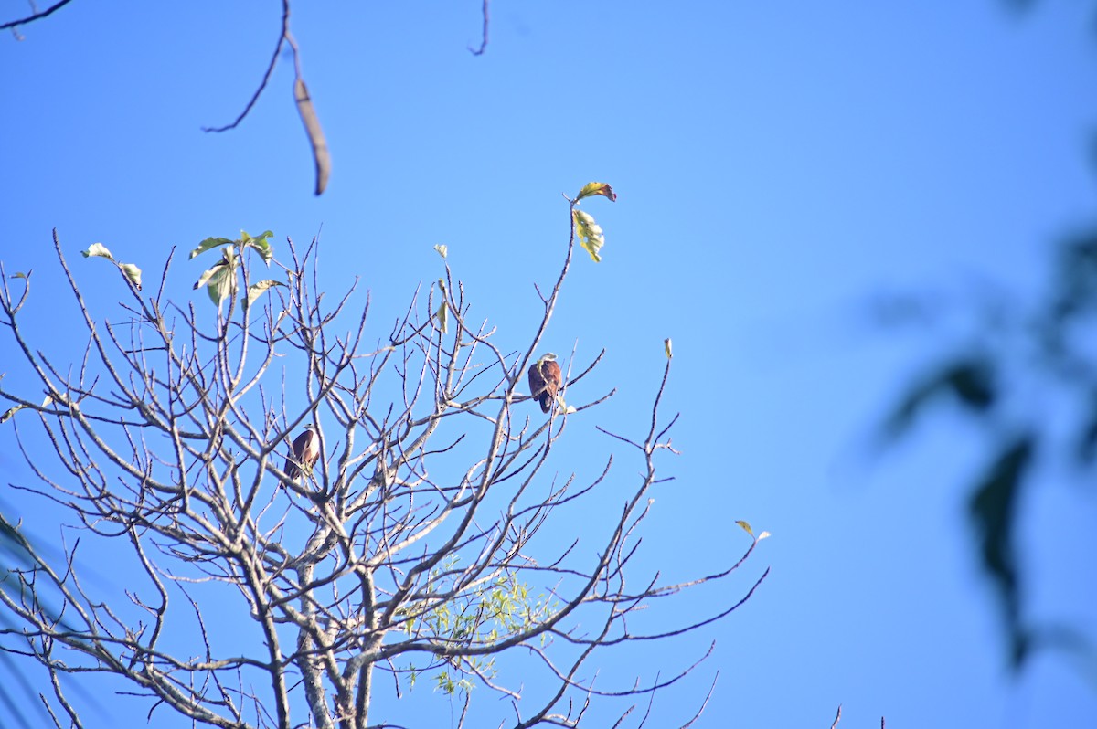 Brahminy Kite - ML632089938