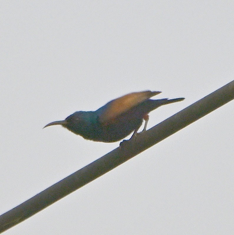 Purple Sunbird - ML632089981