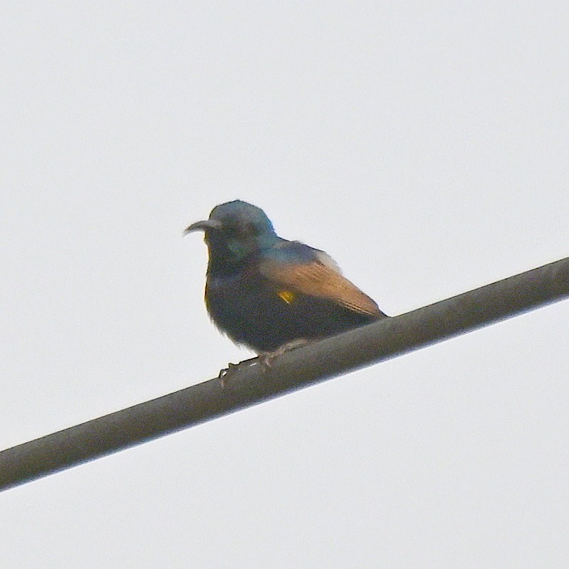 Purpurnektarvogel - ML632089982