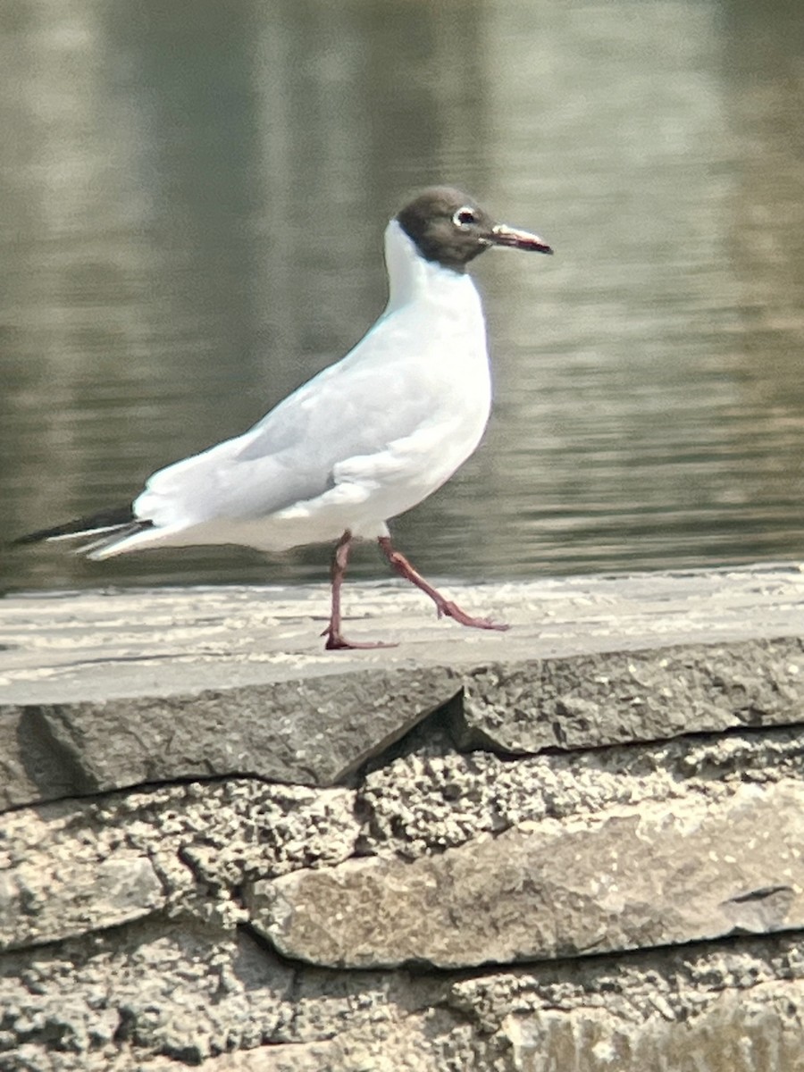 Black-headed Gull - ML632089986