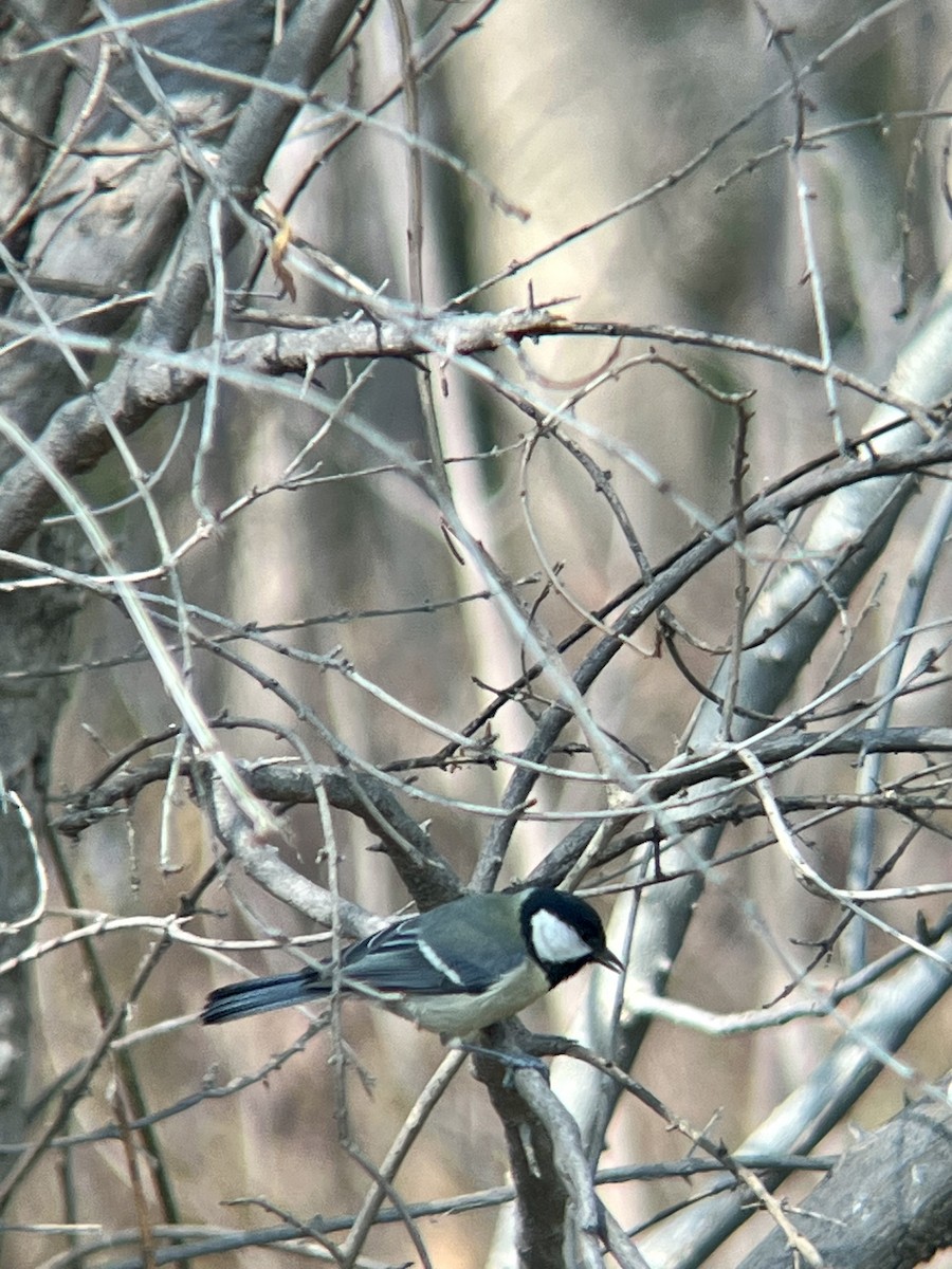 Great Tit - ML632090003
