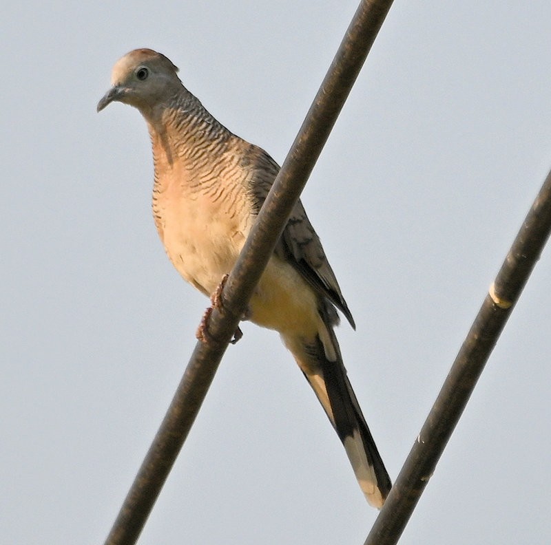 Sperbertäubchen - ML632090008