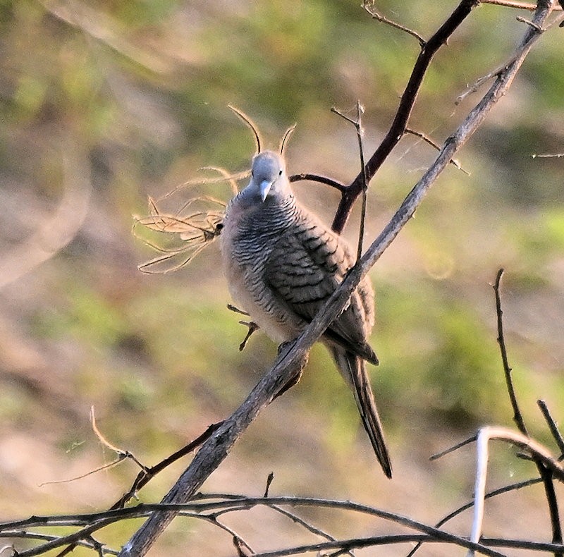 Sperbertäubchen - ML632090009