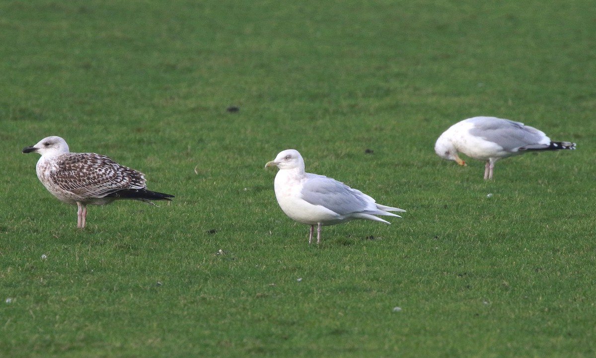 Iceland Gull - ML632090026