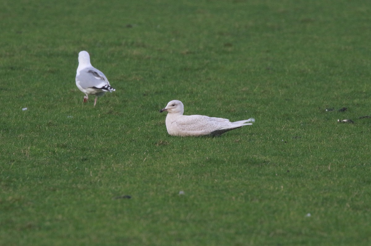 Iceland Gull - ML632090032