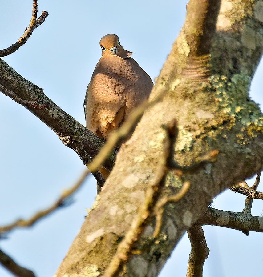 Mourning Dove - ML632090054