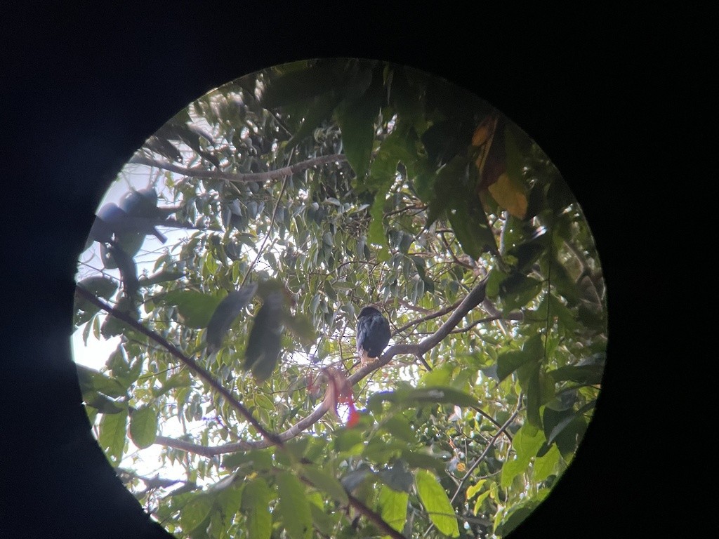 Nicobar Pigeon - ML632090106