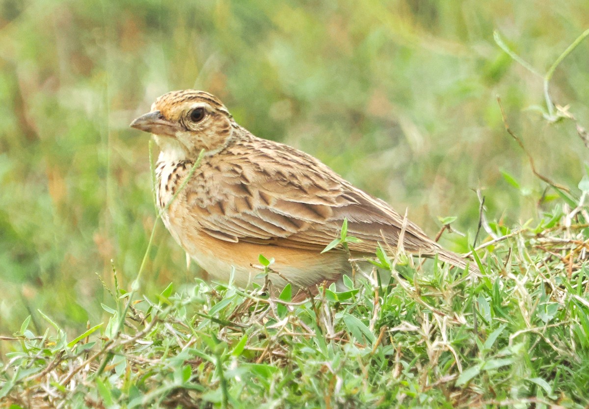 Jerdon's Bushlark - ML632090389