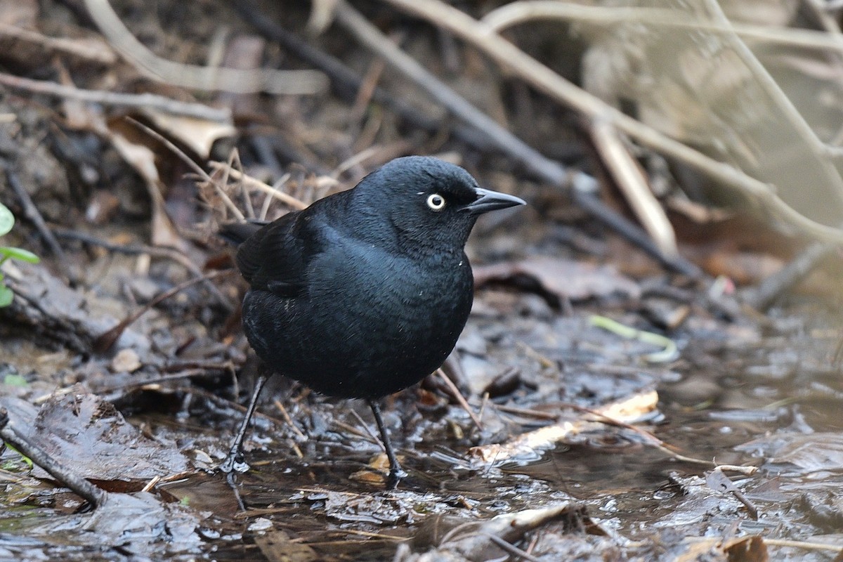 Rusty Blackbird - ML632090419