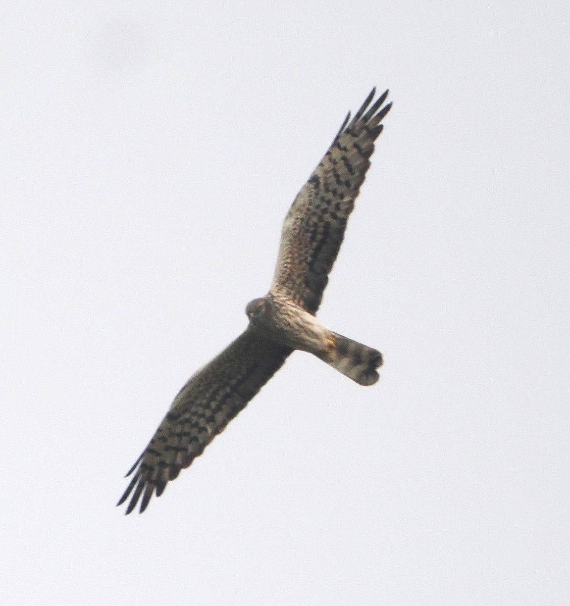 Montagu's Harrier - ML632090421