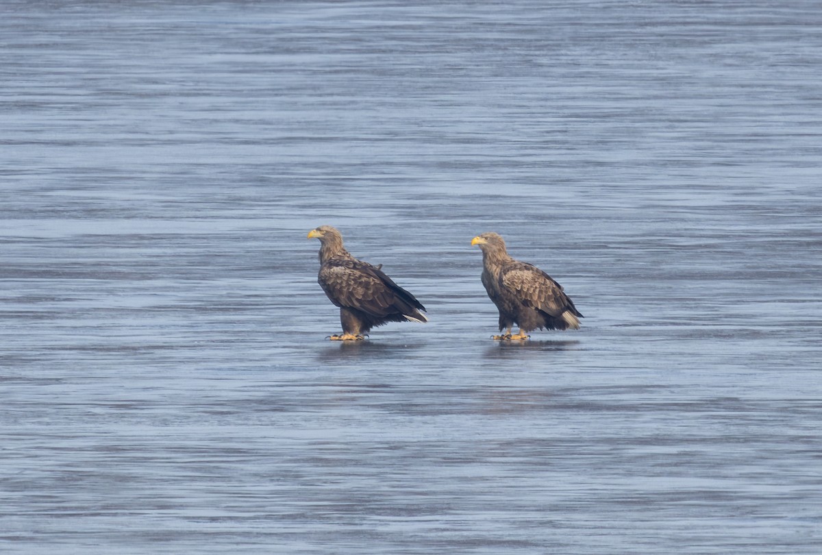 White-tailed Eagle - ML632090477