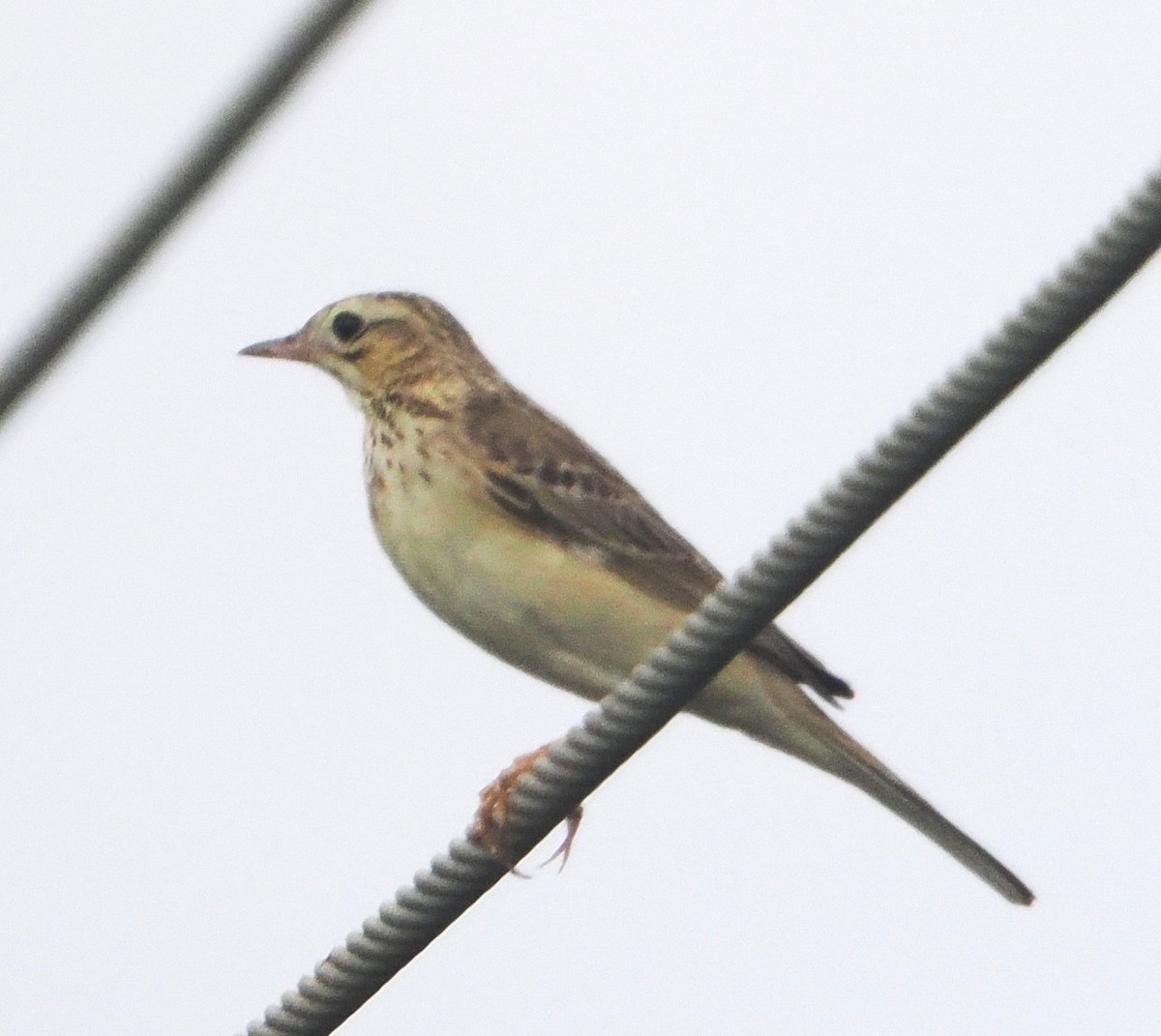 Blyth's Pipit - ML632090533
