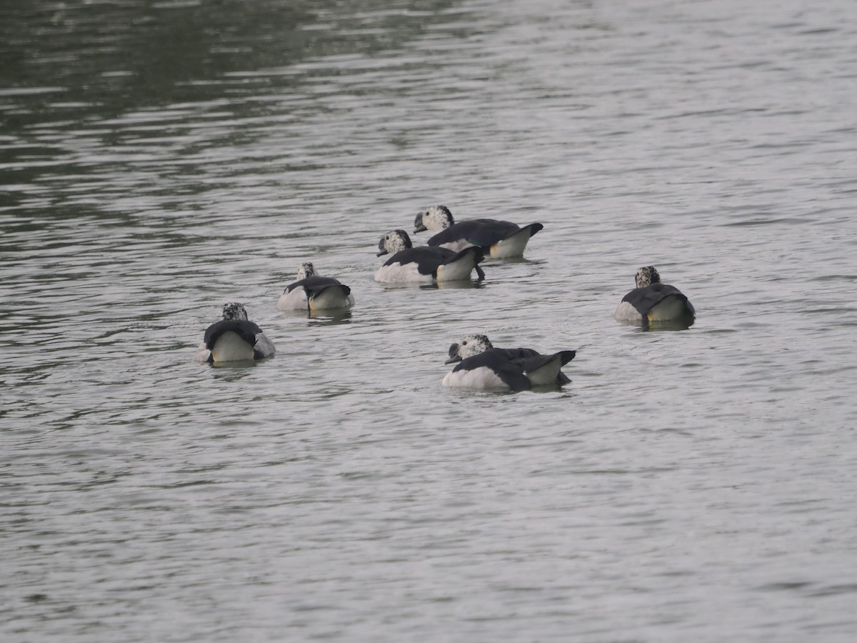 Knob-billed Duck - ML632090579