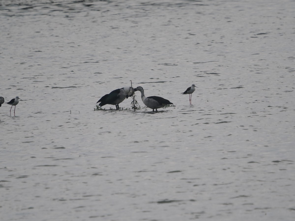 Knob-billed Duck - ML632090580