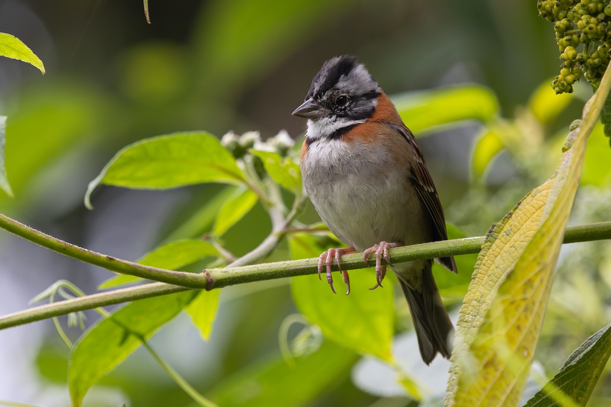 Rufous-collared Sparrow - ML632090582