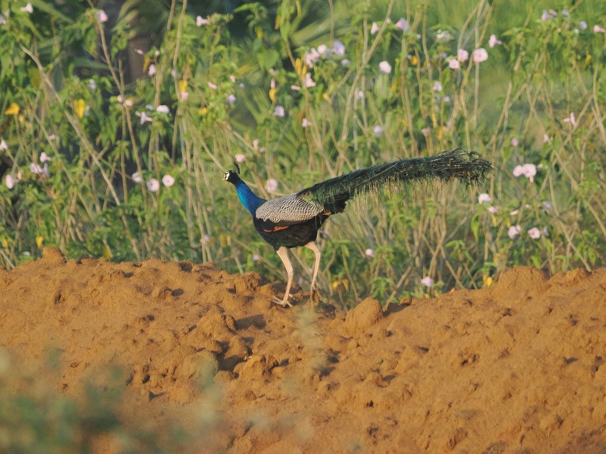 Indian Peafowl - ML632090609
