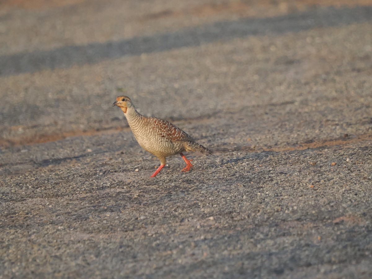Gray Francolin - ML632090635