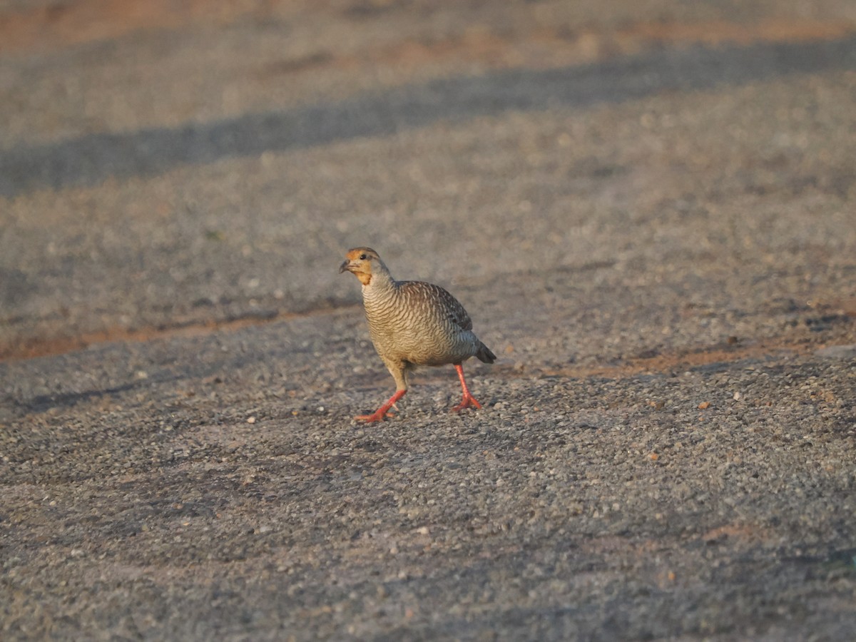 Gray Francolin - ML632090636