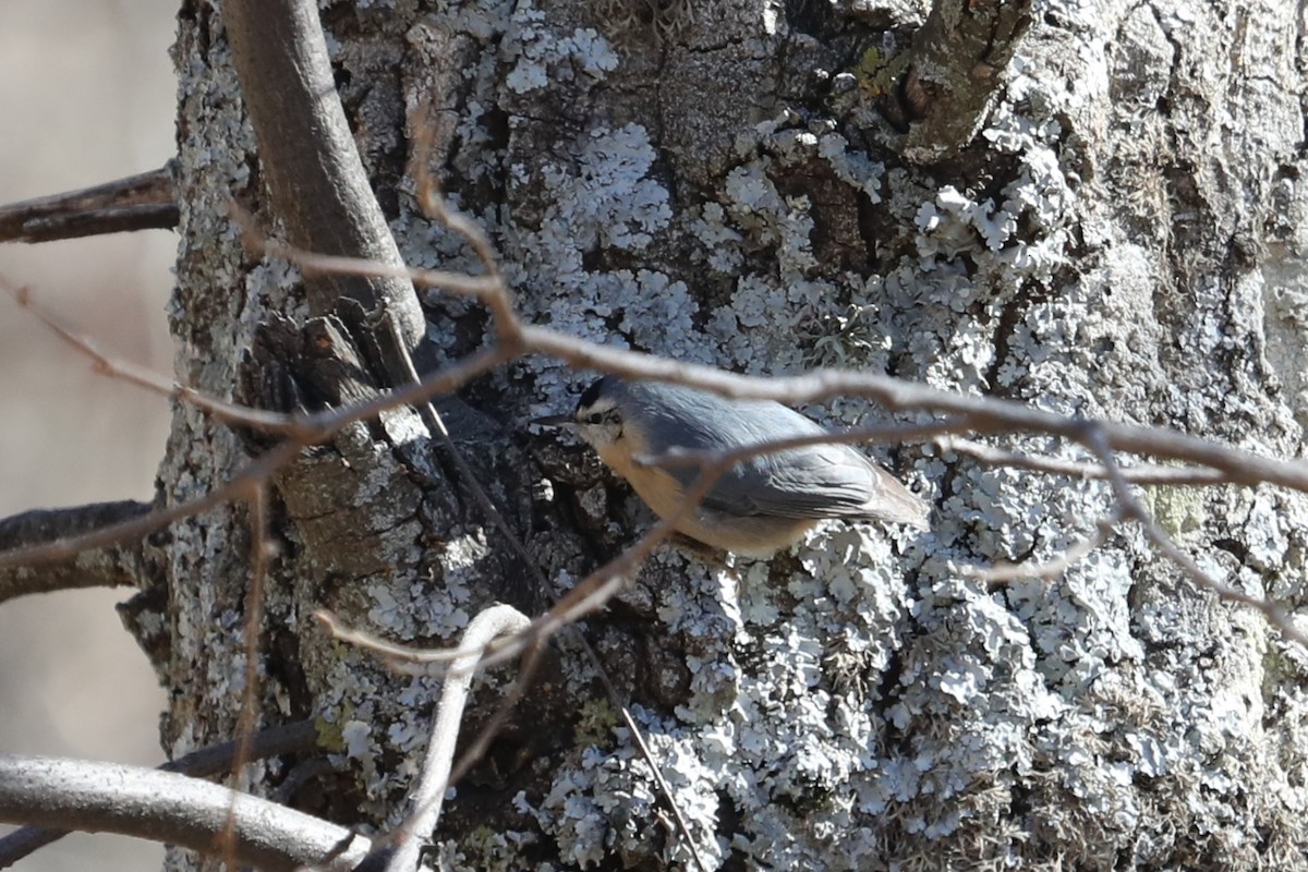 Algerian Nuthatch - ML632090671