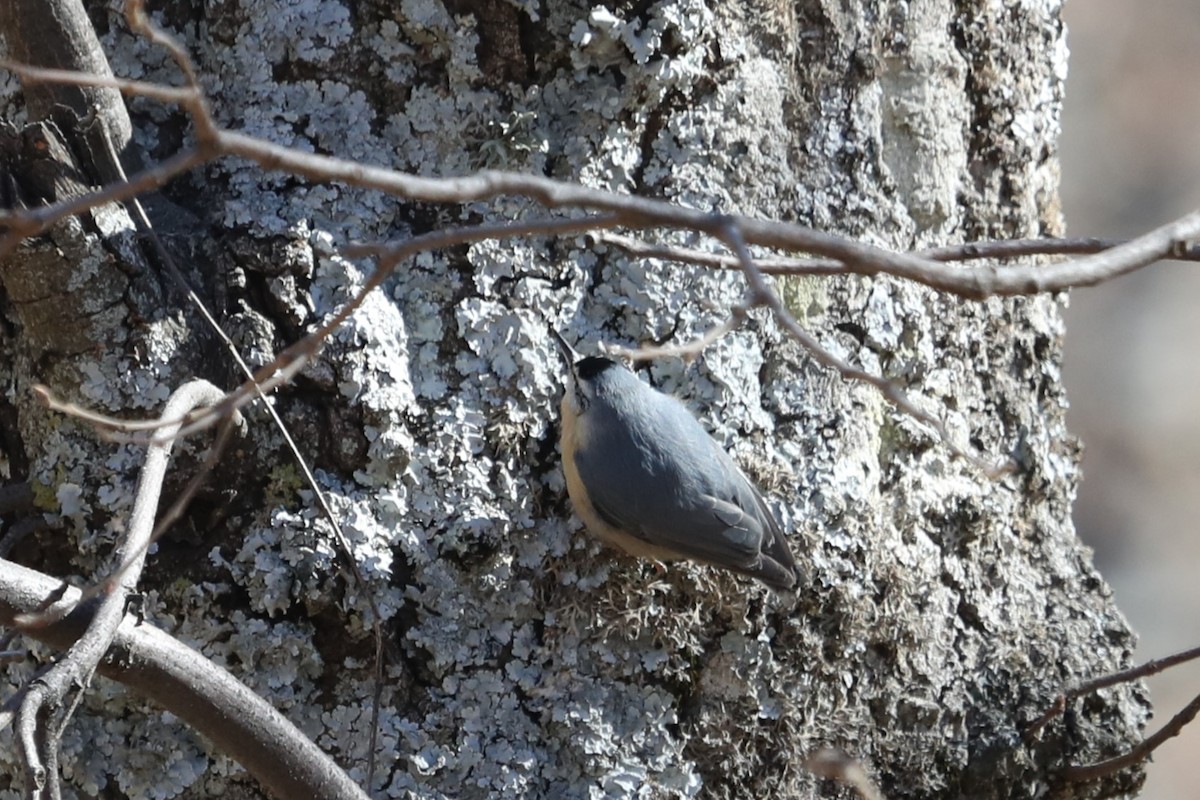 Algerian Nuthatch - ML632090676