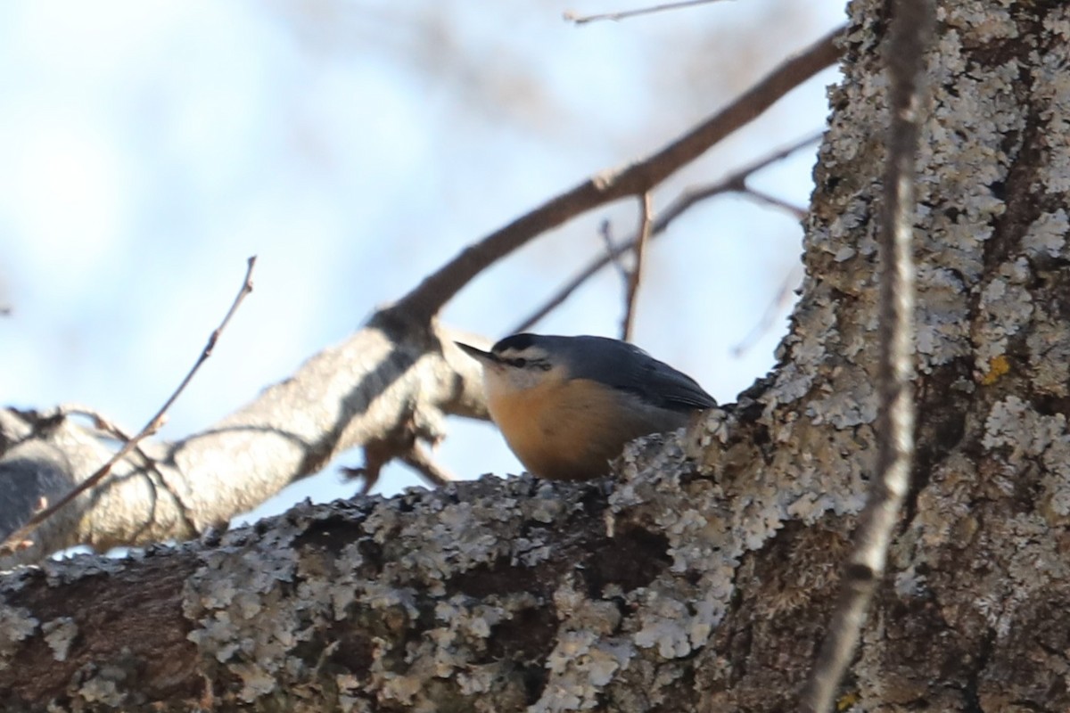 Algerian Nuthatch - ML632090682