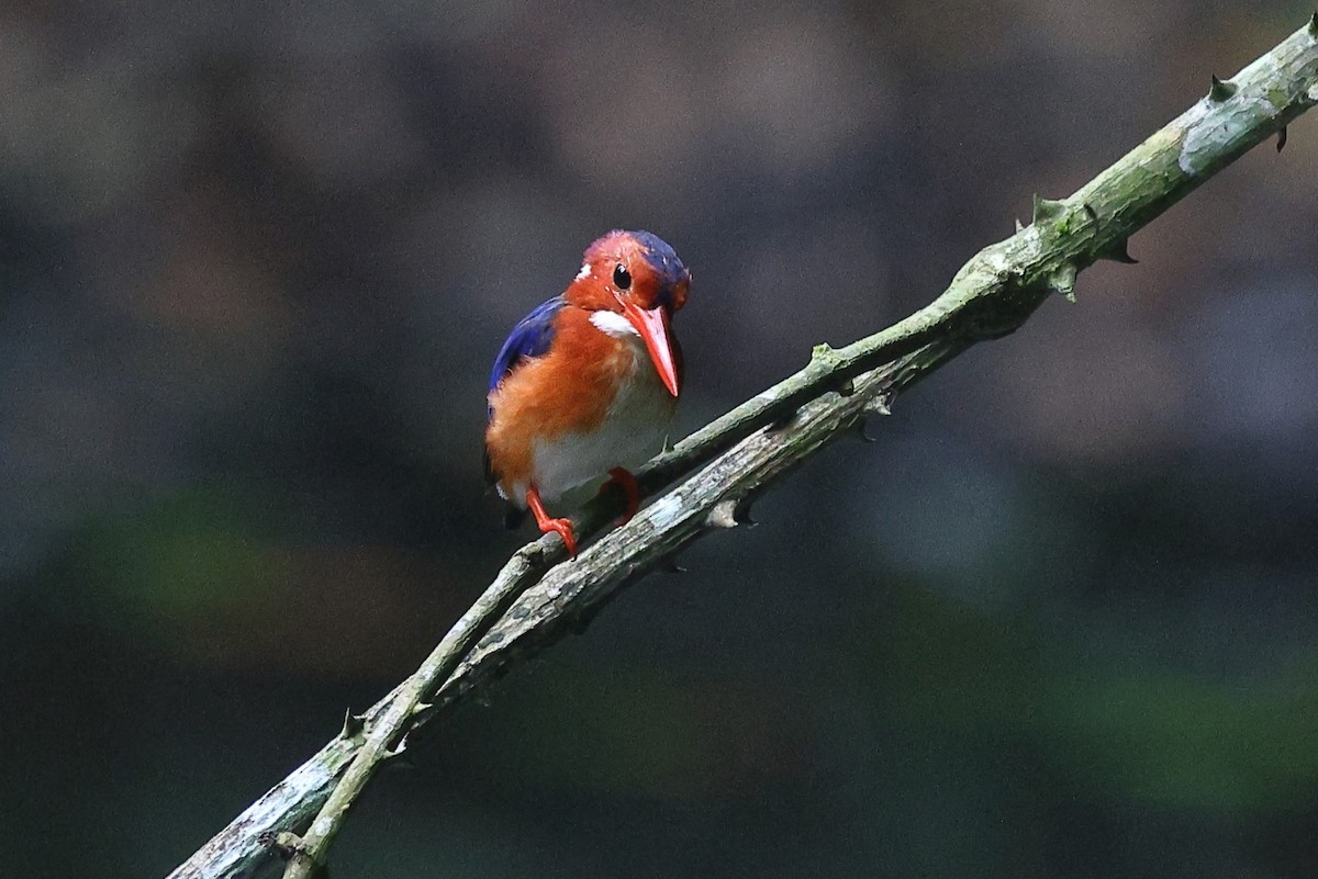 White-bellied Kingfisher - ML632090750