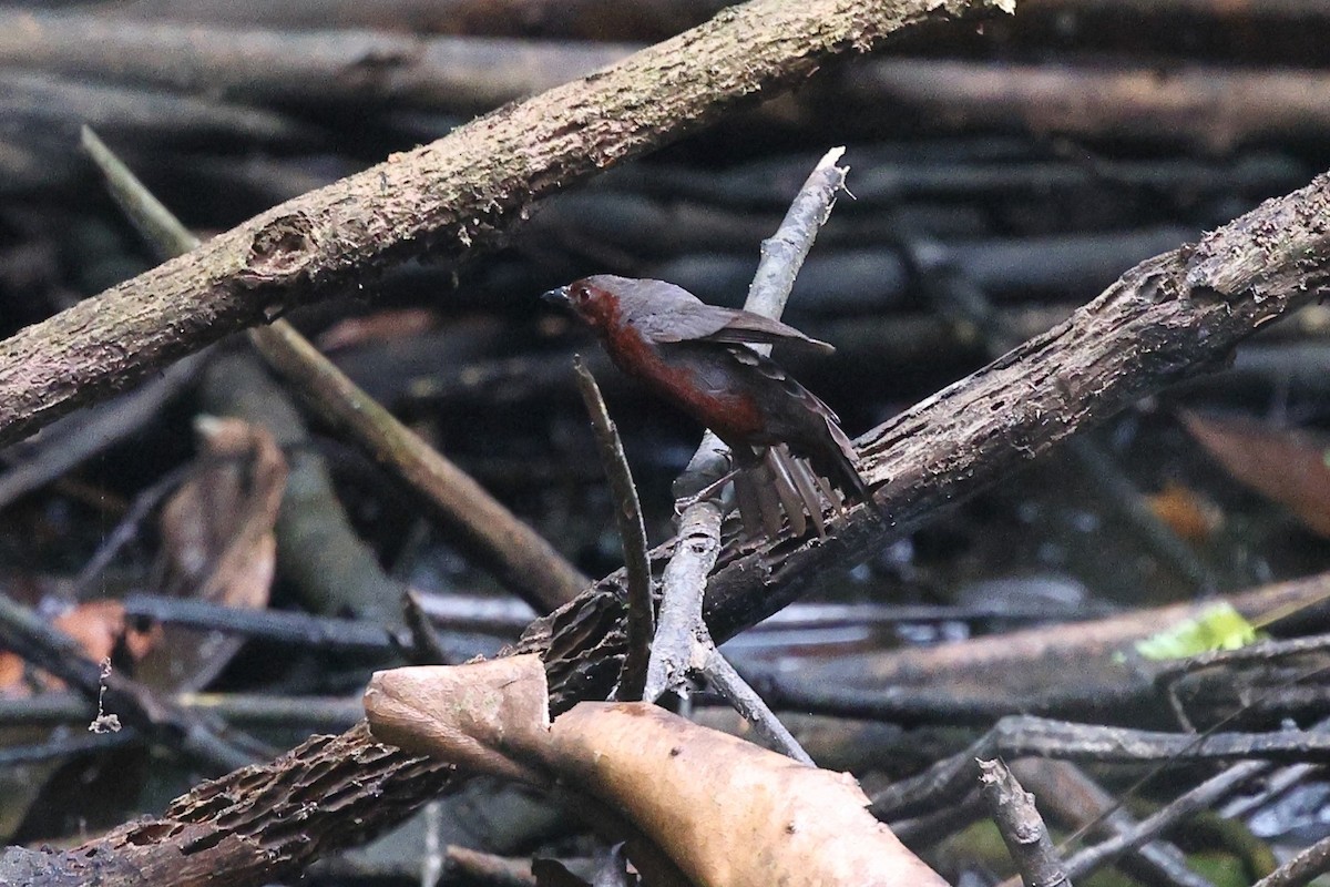 Chestnut-breasted Nigrita - ML632090763