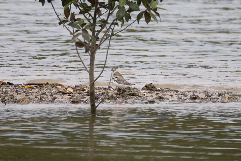sand-plover sp. - ML632090827