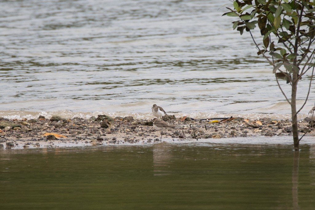 Common Sandpiper - ML632090834