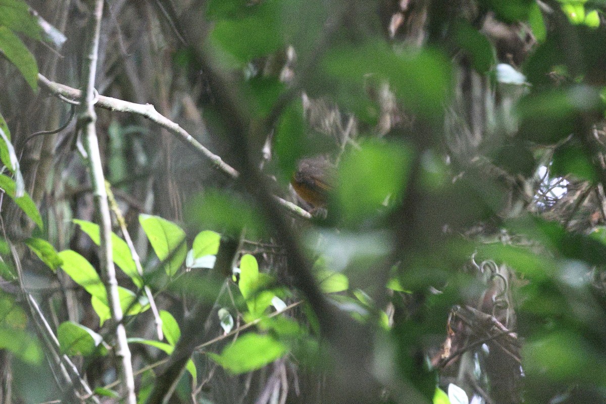 Finsch's Flycatcher-Thrush - ML632090888