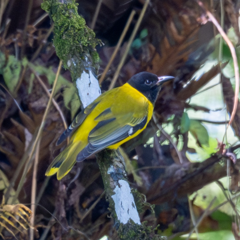 Ethiopian Black-headed Oriole - ML632090924