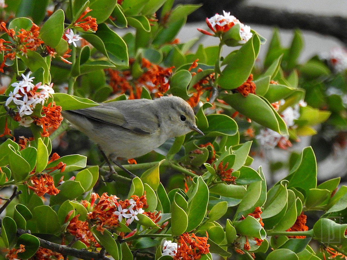 Common Chiffchaff - ML632090975