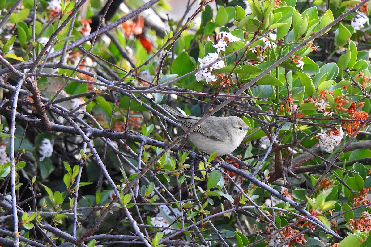 Common Chiffchaff - ML632090976