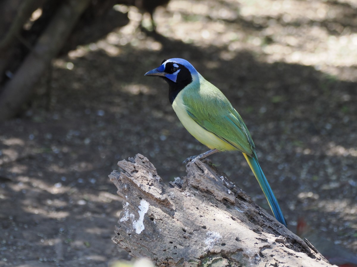 Green Jay - ML632091108