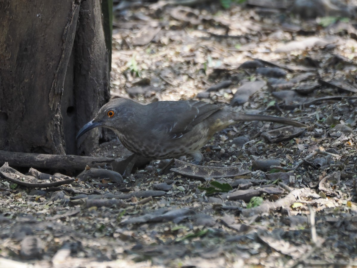 Curve-billed Thrasher - ML632091114
